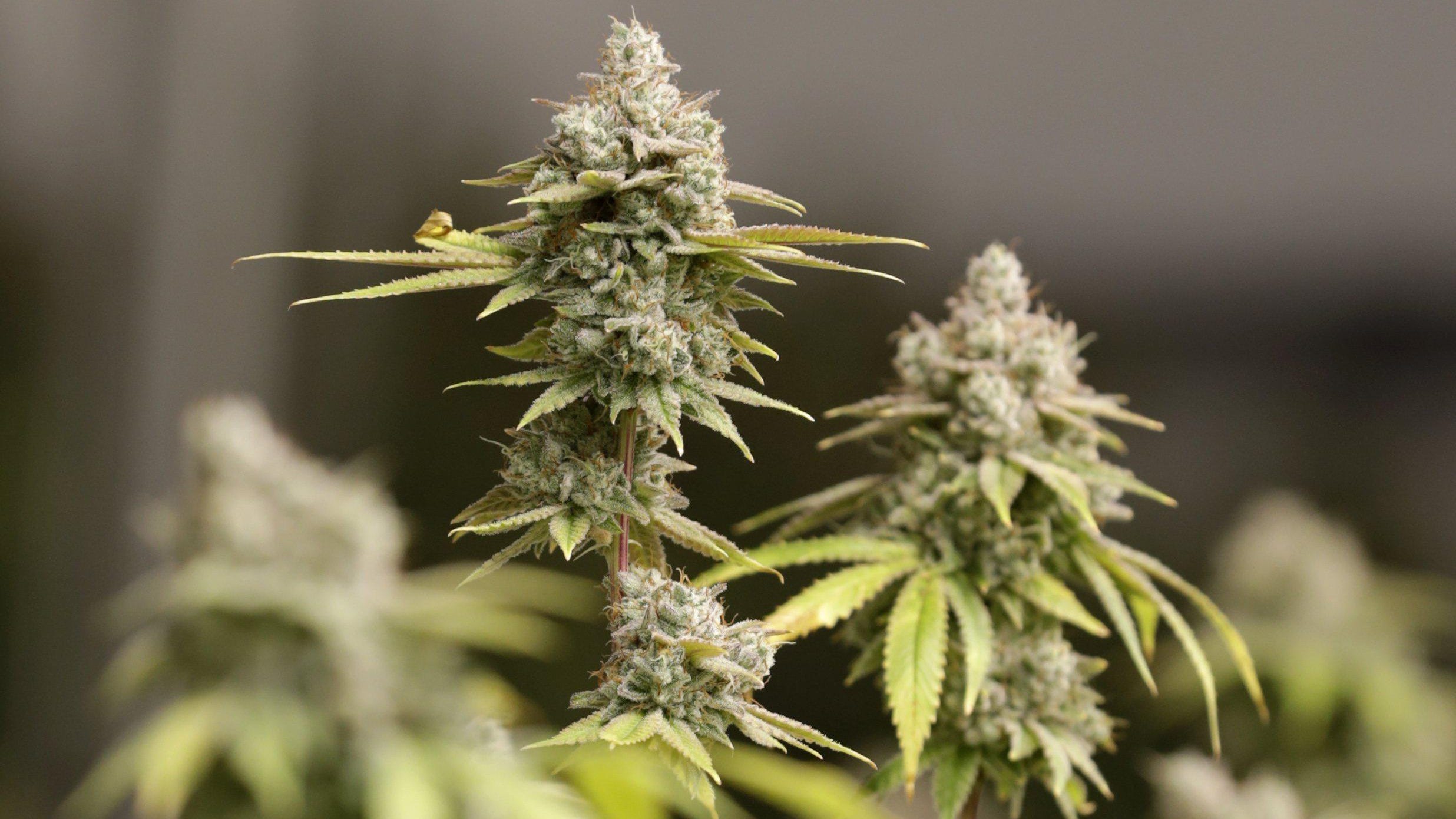 Cannabis