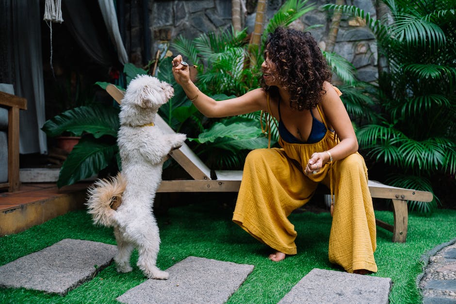 Dog Training